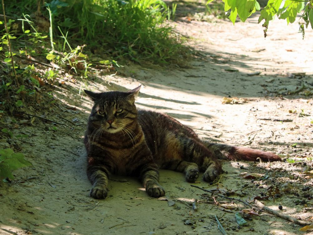 Katze