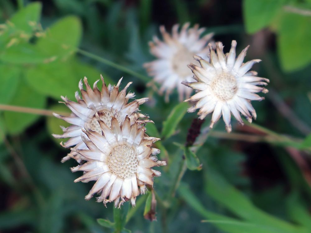verdrocknete Flockenblumen