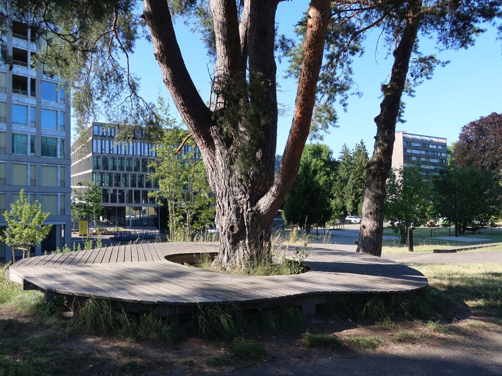 Sitzbank um Baum herum