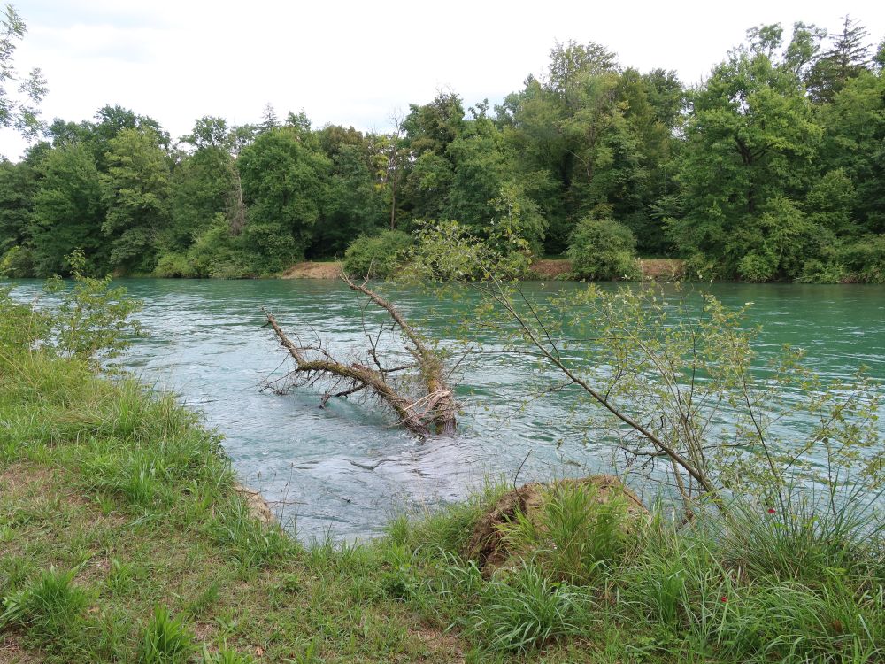 toter Baum in der Reuss