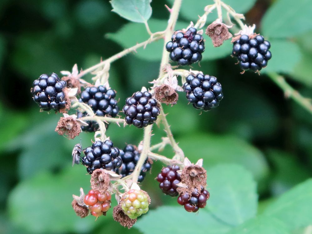 Brombeere