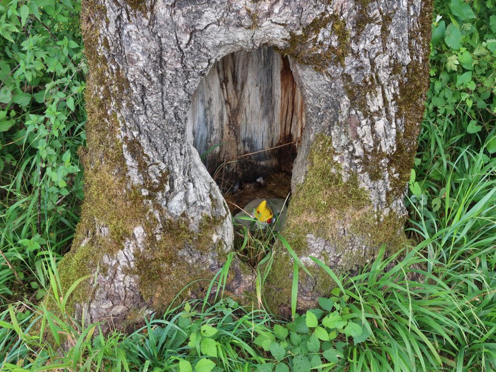 Zwerg im Baumloch
