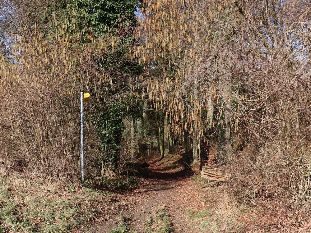 Waldpfad auf der Rheinhalde
