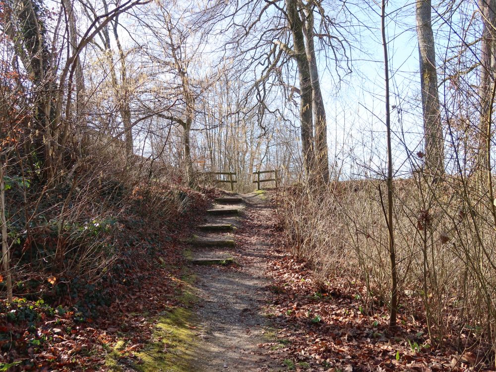 Treppe am Waldrand