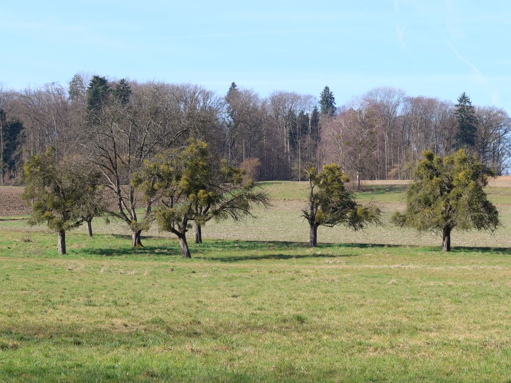 Baumreihe bei Sepling