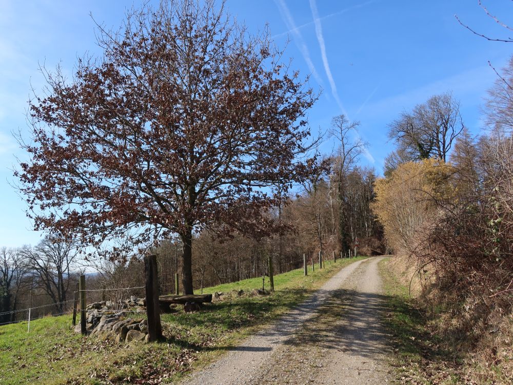 Baum mit Sitzbank auf der Chatzehalde
