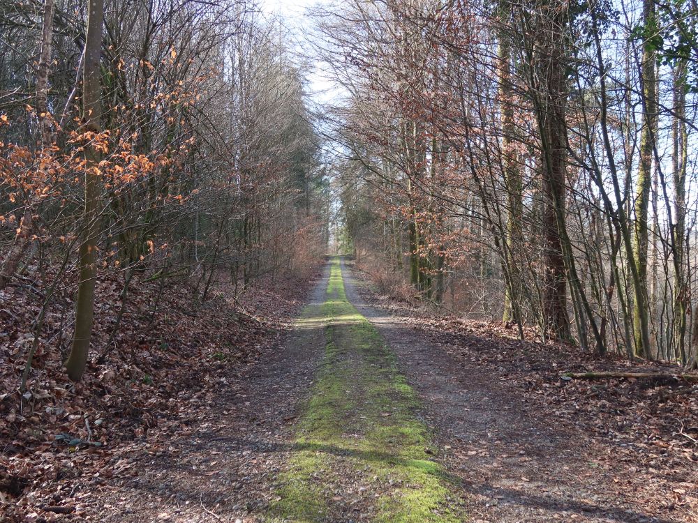 Waldweg