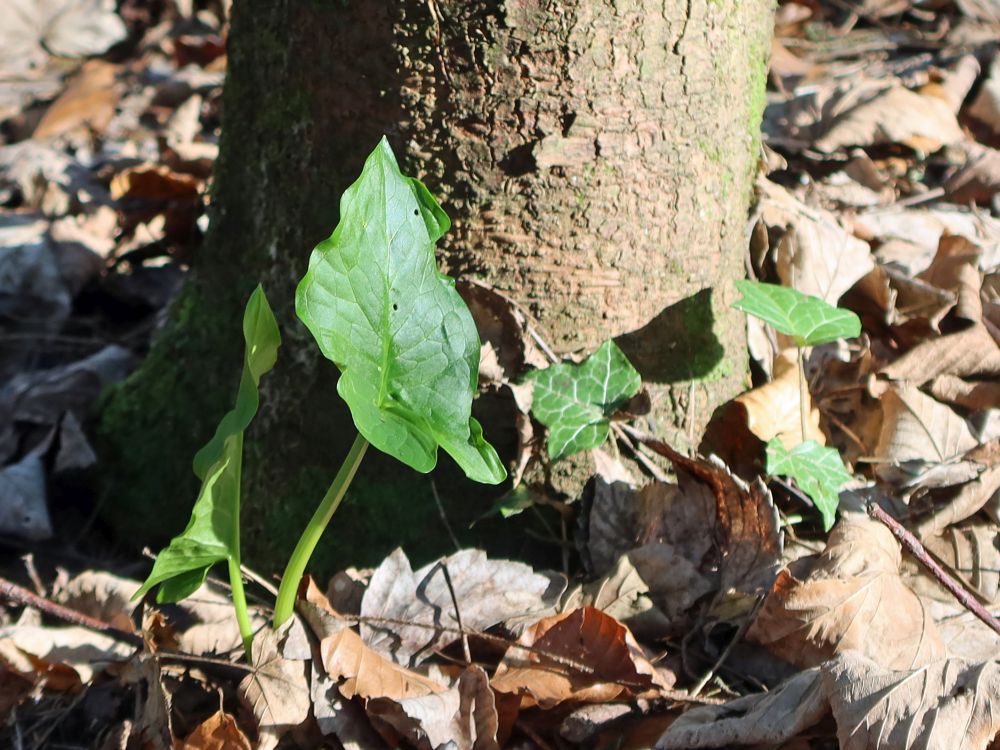 Blätter von Aronstab und Efeu