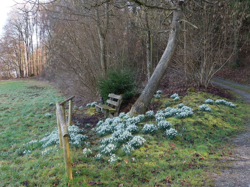 Sitzbank zwischen Schneeglöckchen