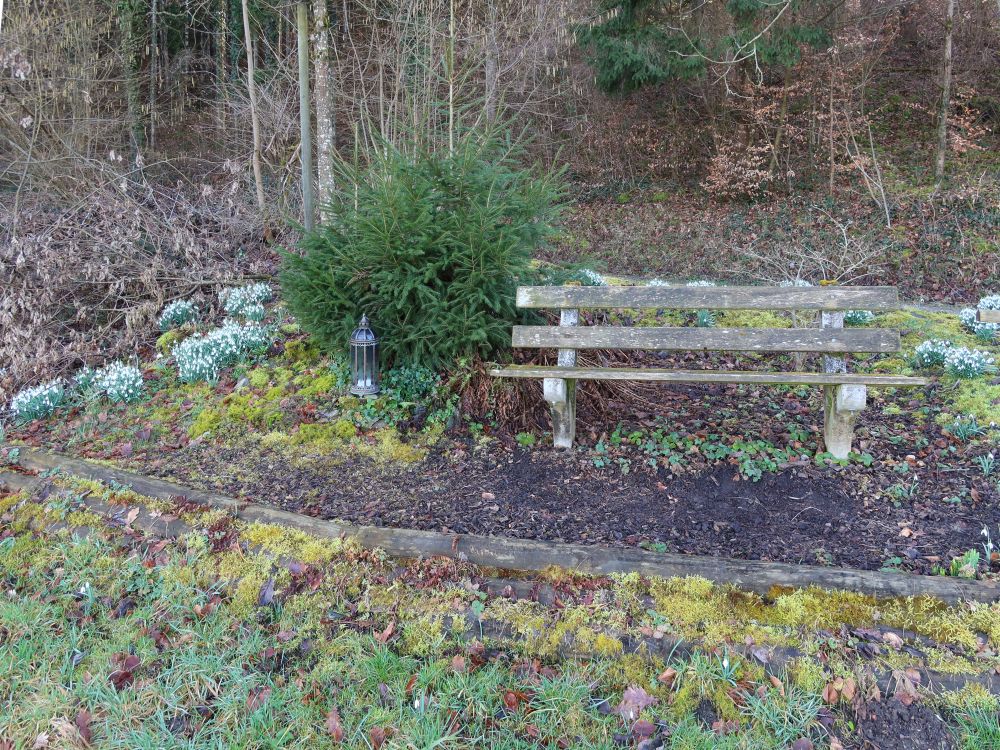 Sitzbank und Schneeglöckchen