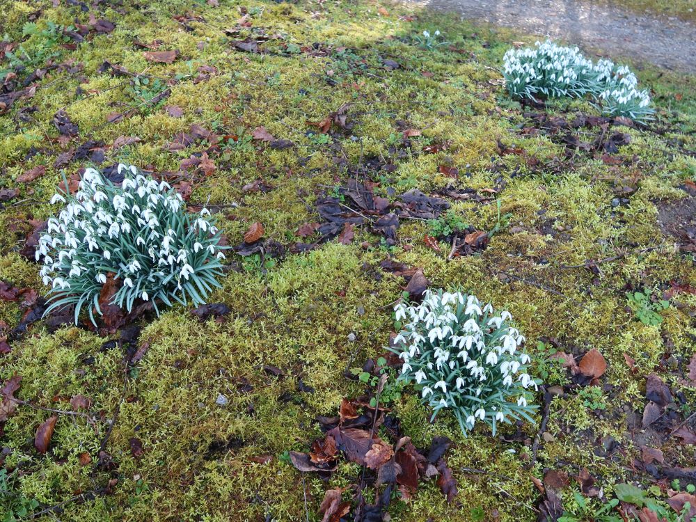 Schneeglöckchen