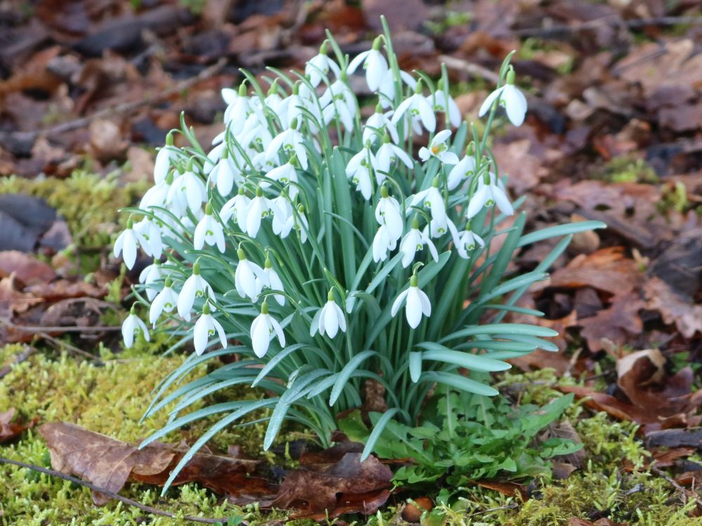 Schneeglöckchen