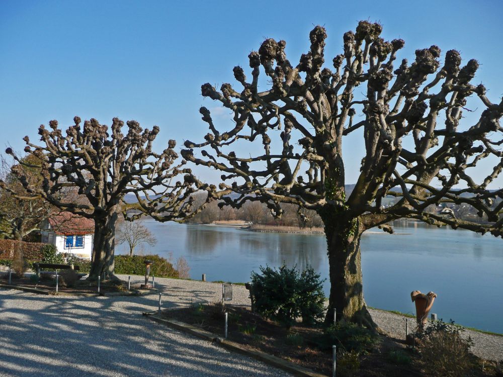 Nackte Bäume am Rhein
