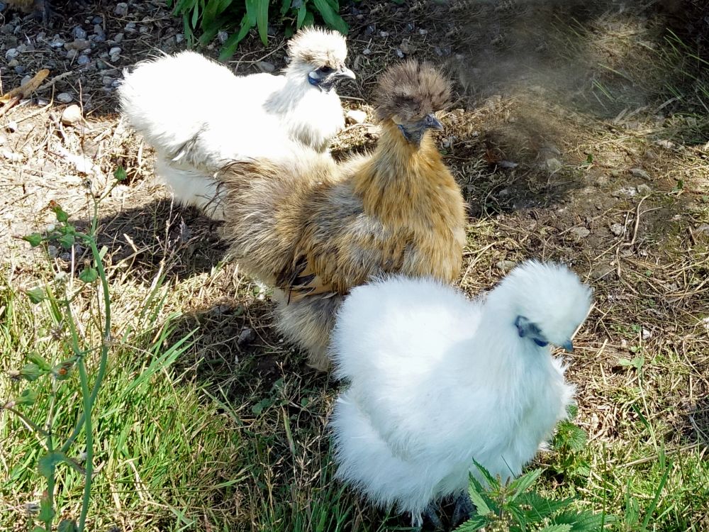 seltsame Hühner