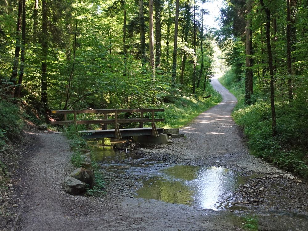 Holzsteg und Waldweg