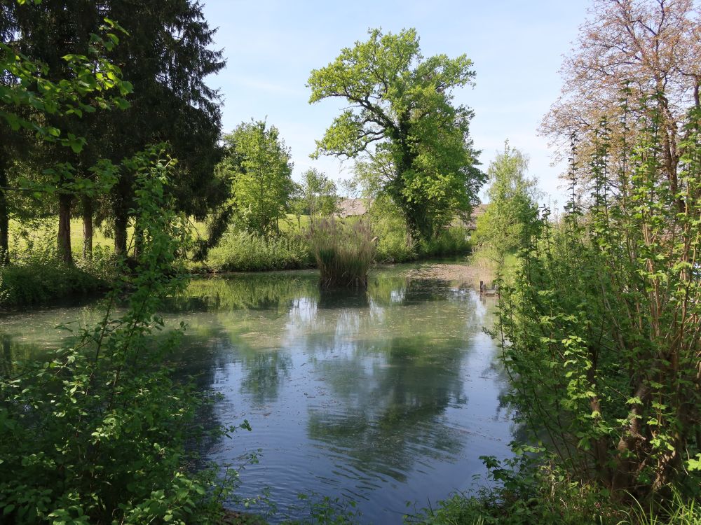 Teich bei Riedmühle