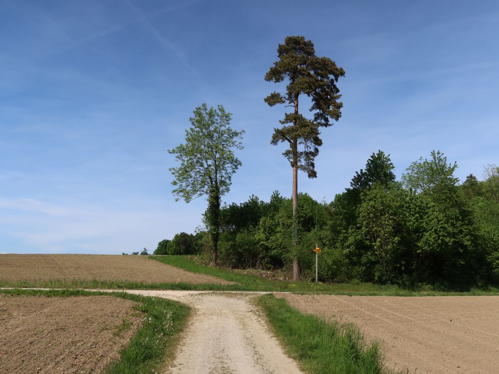 Baumriesen