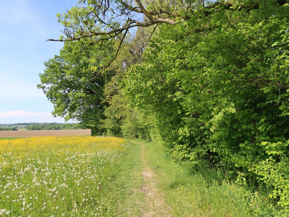 Pfad am Sulzergraben