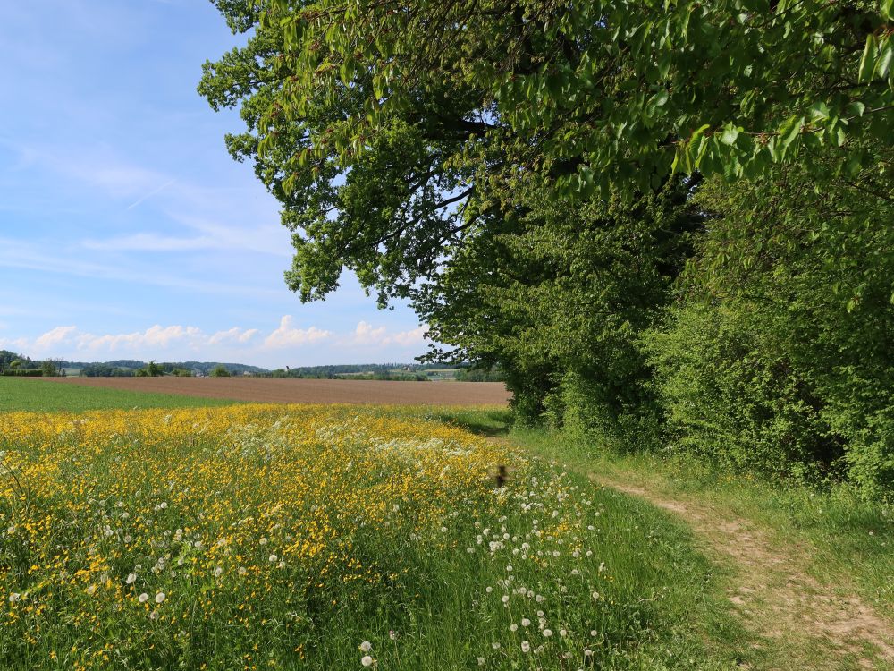 Pfad am Sulzergraben
