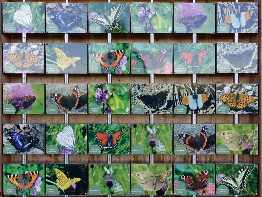 Spiel 'Paare aufdecken' mit Schmetterlingsbilder