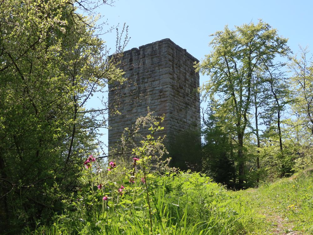 Burgruine Steinegg
