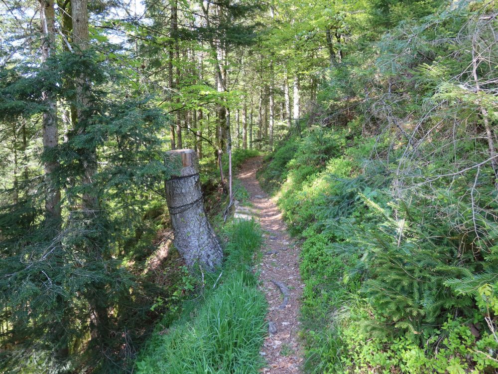 Waldpfad