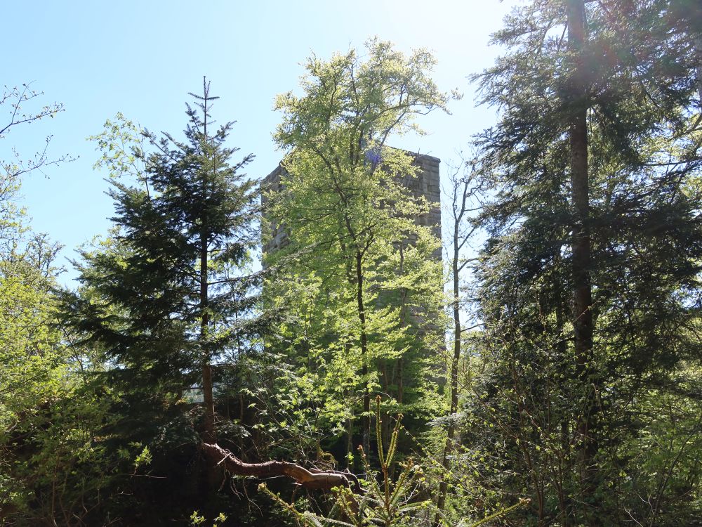 Burgruine Steinegg
