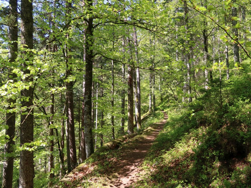 Waldpfad