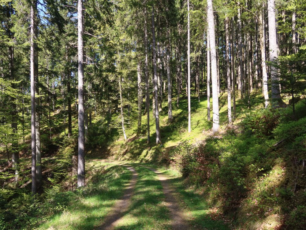 Waldweg
