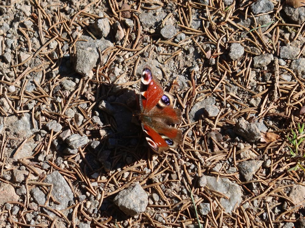 Schmetterling Tagpfauenauge