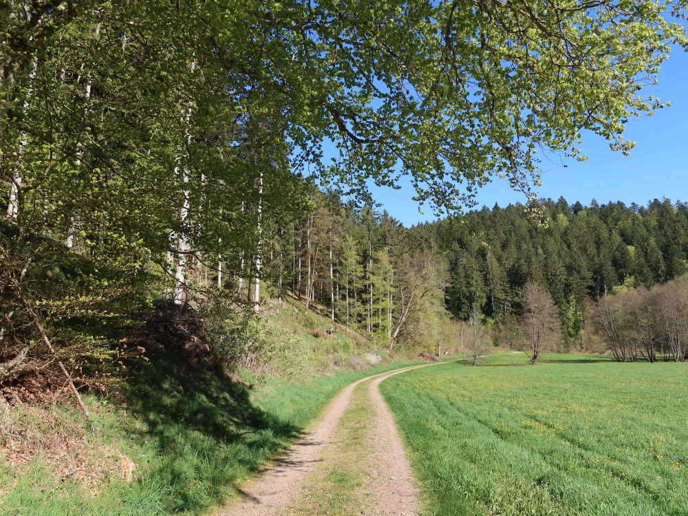 Weg bei Roggenbach