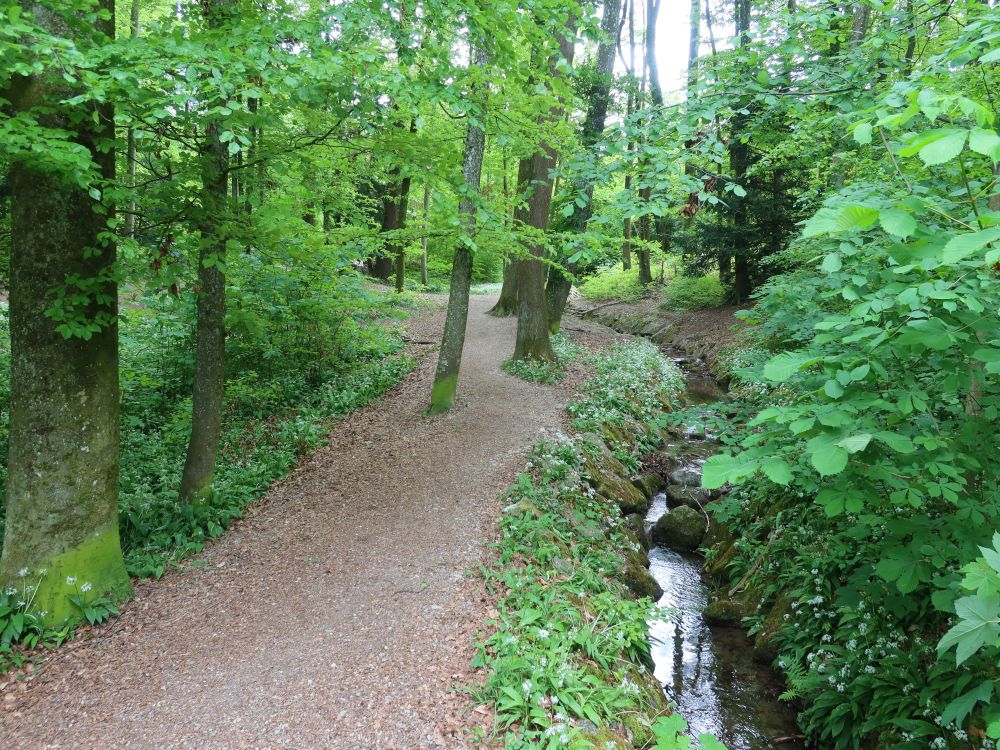 Pfad am Scholenholzbach