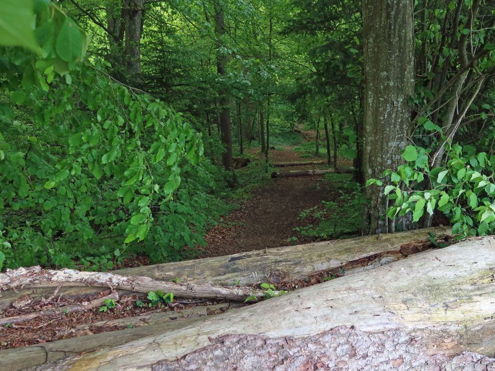 versperrter Waldpfad am Schluchtobel