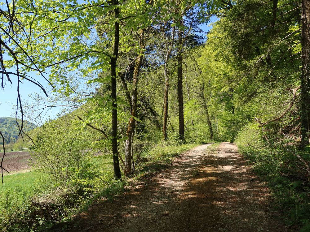Waldweg
