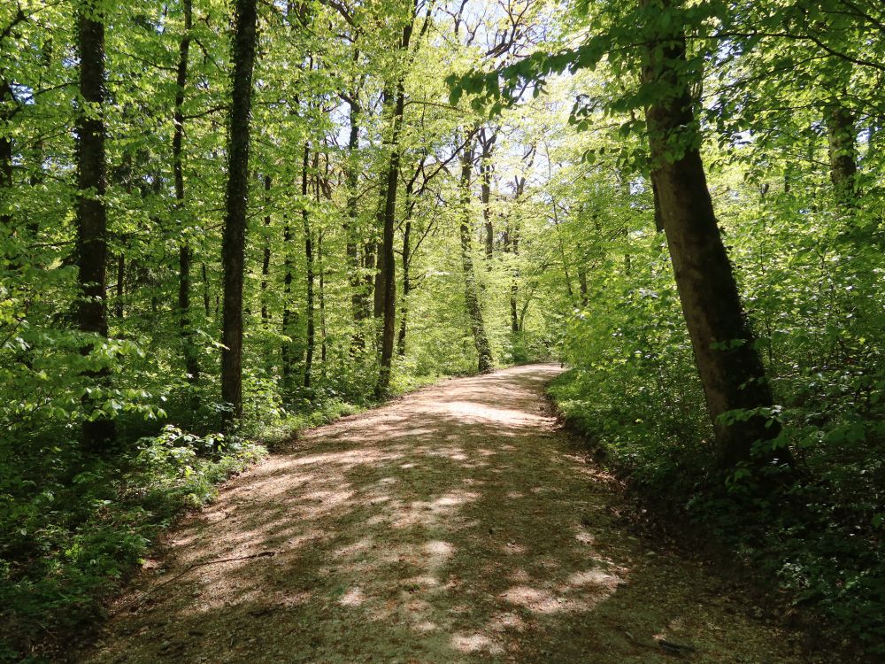 Waldweg am Rossbärg