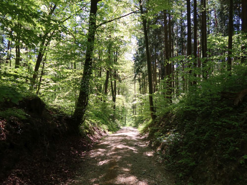 Heusteig
