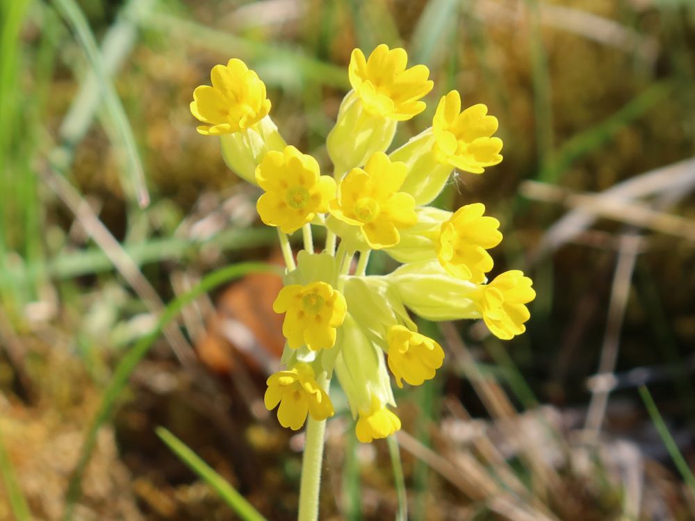 Schlüsselblume