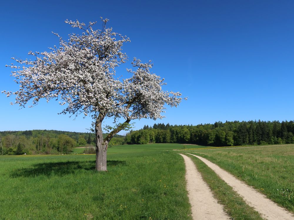 blühender Baum
