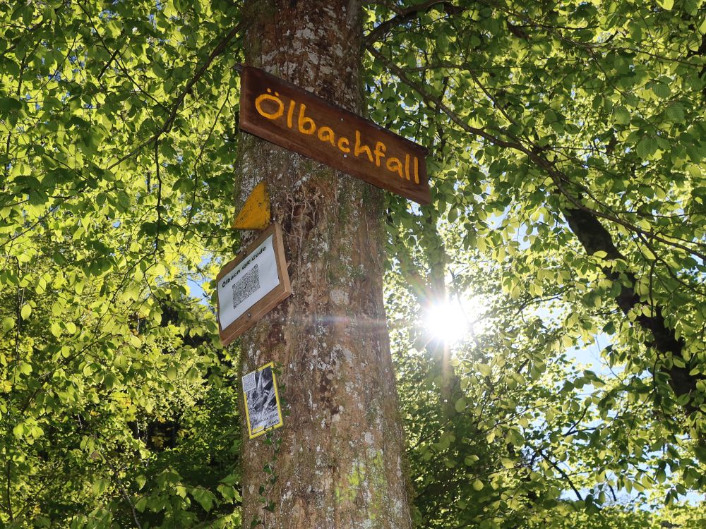 Info zum Ölbachfall im Gegenlicht