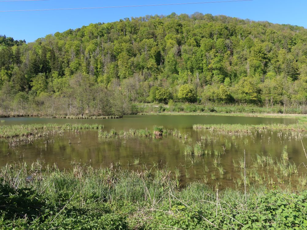 Biotop Wangental Natur Pur
