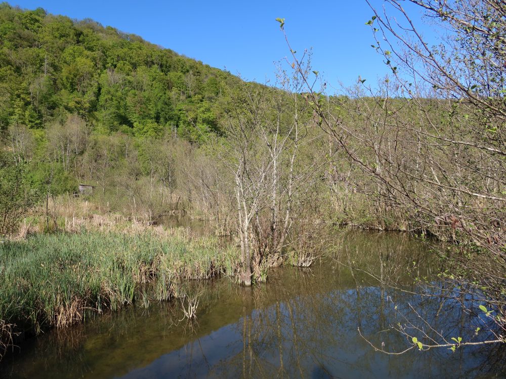 Biotop Wangental Natur Pur
