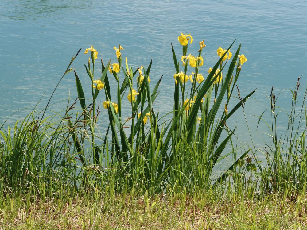 Lilien an der Reuss