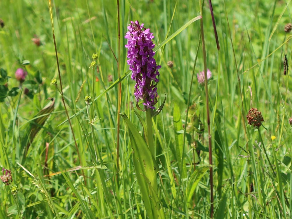 Orchidee