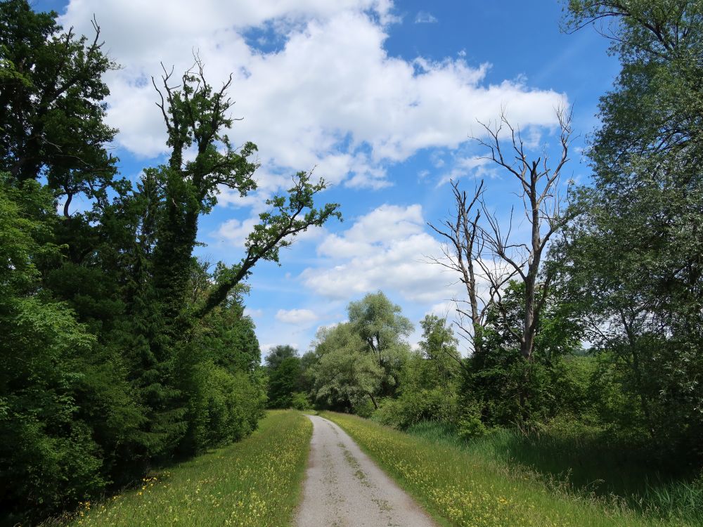 Uferweg an der Reuss