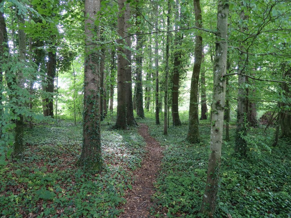 Waldpfad