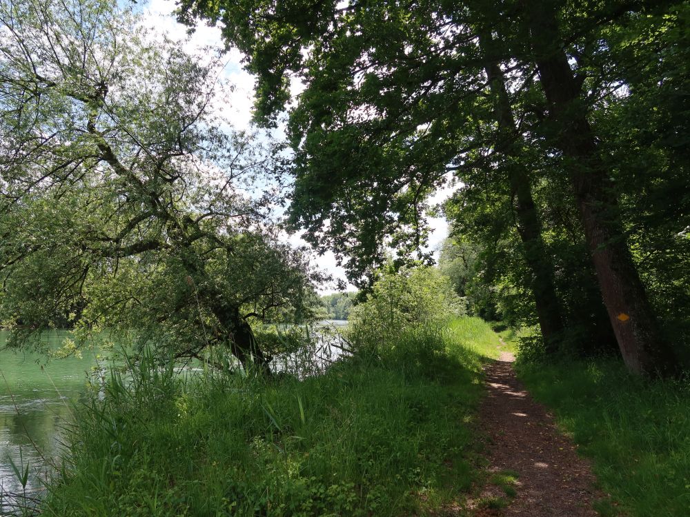 Pfad an der Reuss