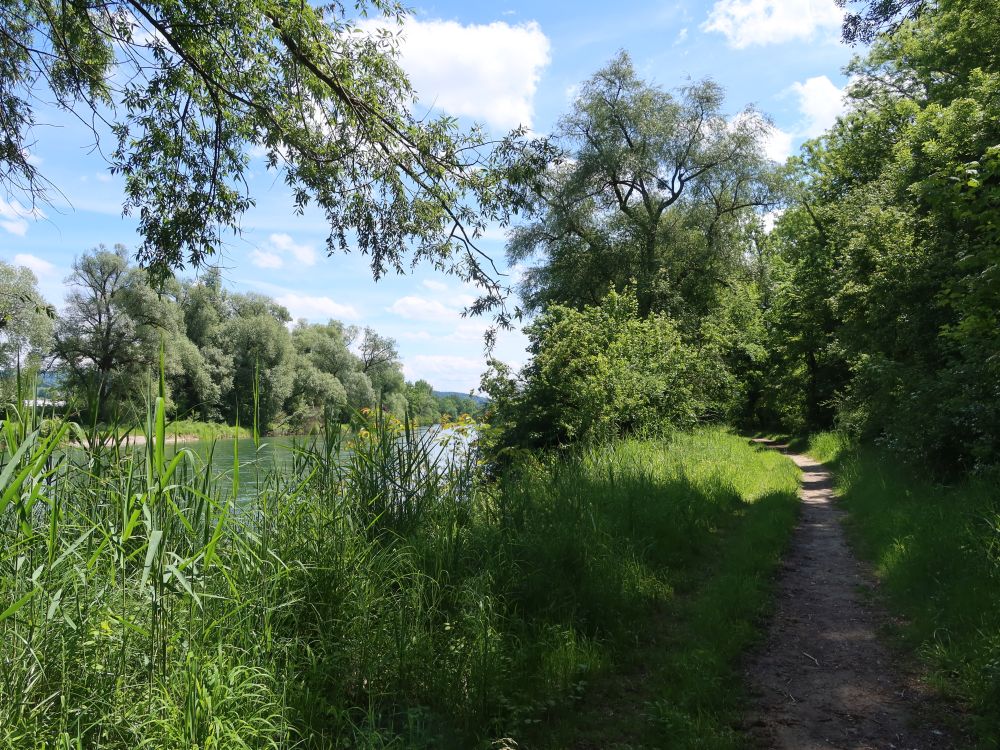 Pfad an der Reuss