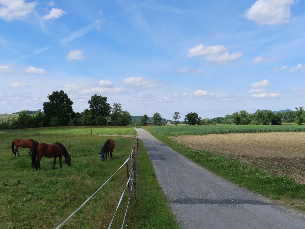Pferde beim Erlenhof