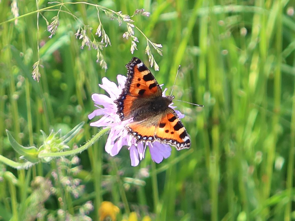 Schmetterling Kleiner Fuchs