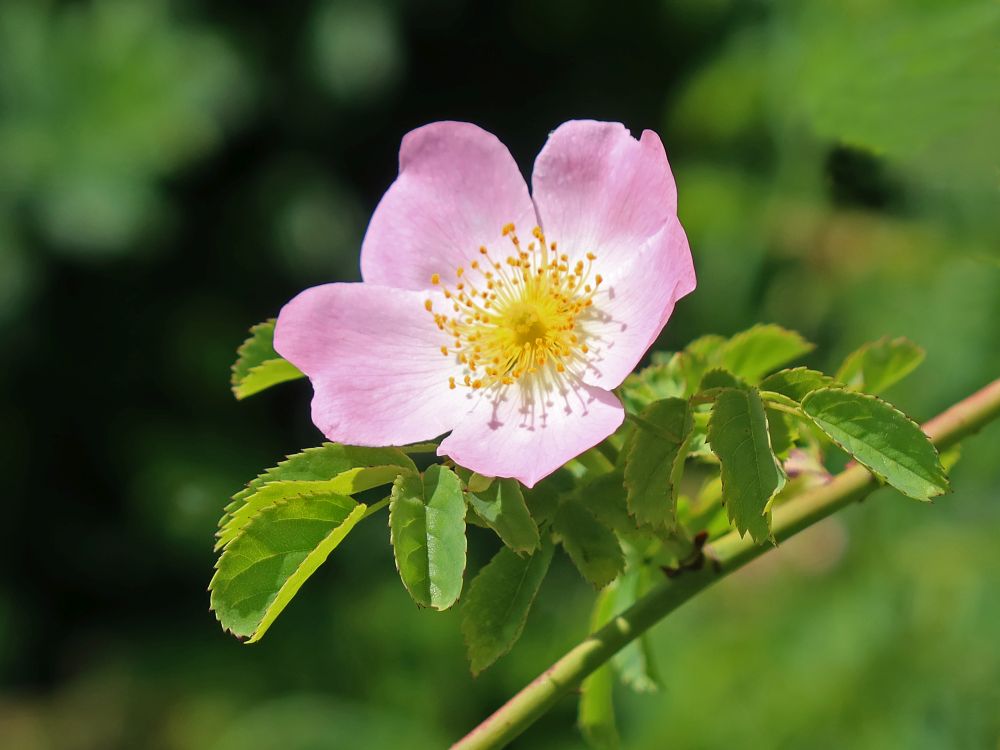 Heckenrose